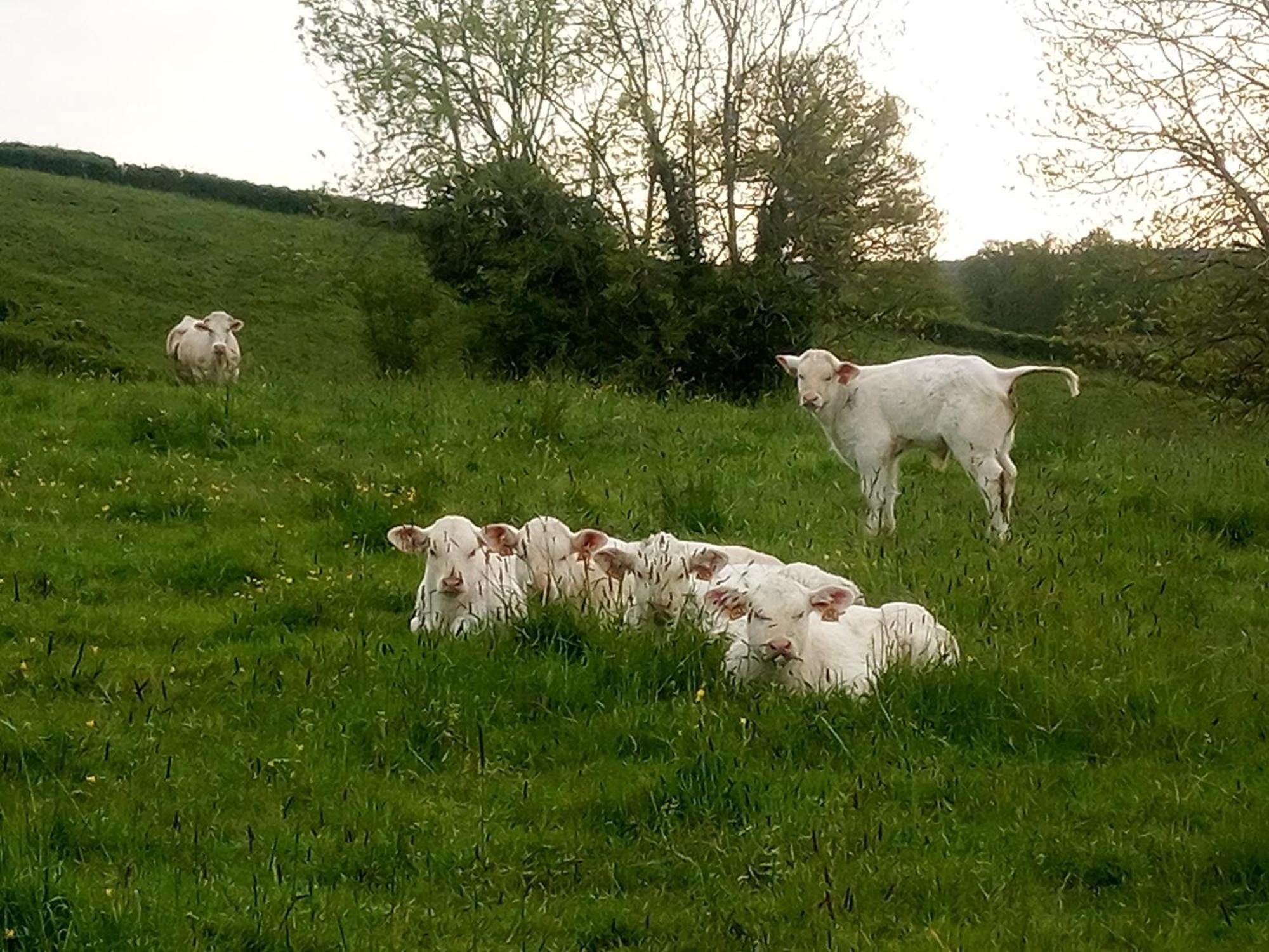 Gite A La Ferme Le Rousset 外观 照片