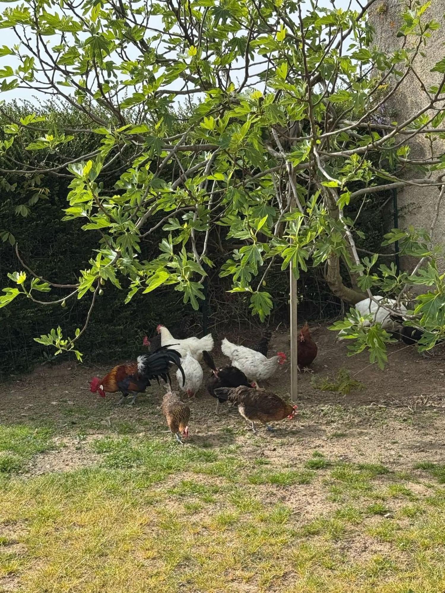Gite A La Ferme Le Rousset 外观 照片